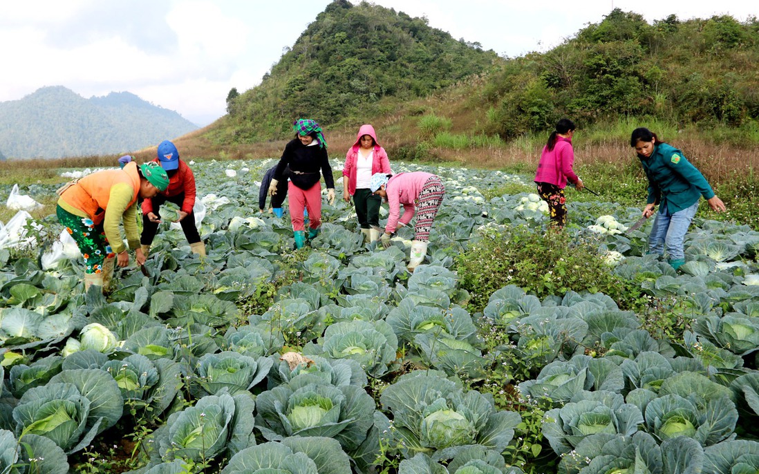 Tuyên Quang: Hỗ trợ phụ nữ nông dân sản xuất xanh bền vững