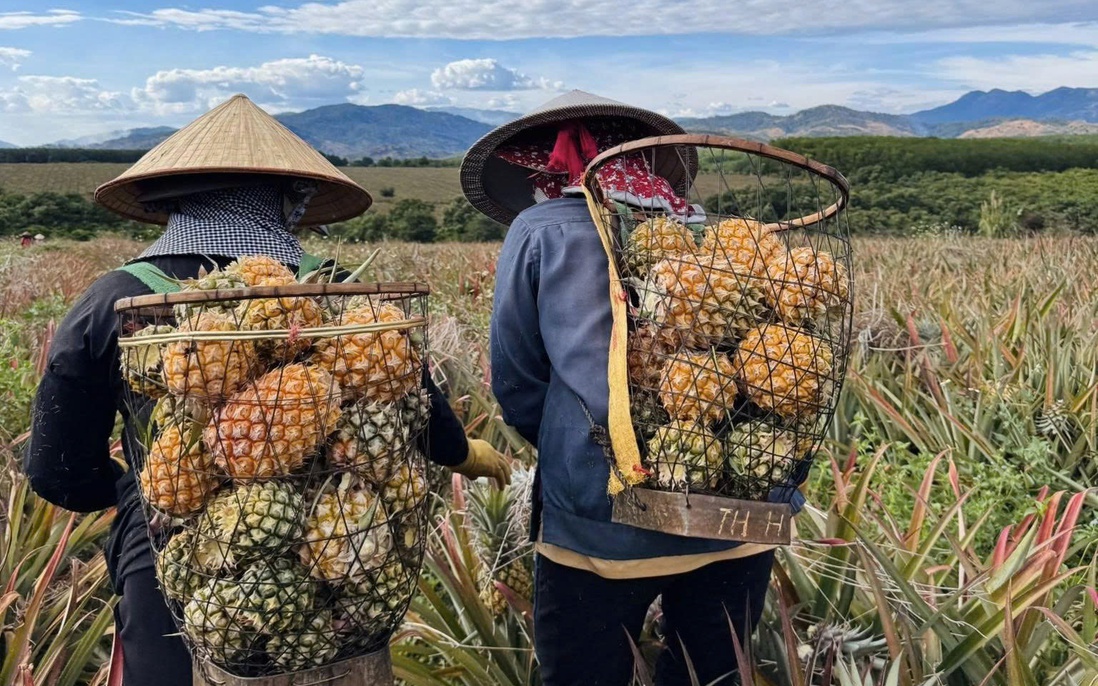 Mô hình trồng dứa mật giúp người dân xã biên giới vươn lên thoát nghèo