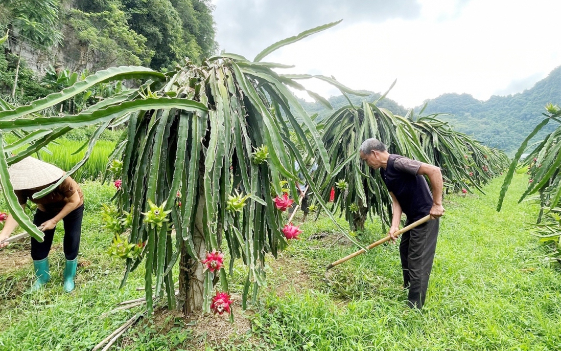 Cao Bằng: Phát triển nhãn hiệu Thanh Long Nguyên Bình