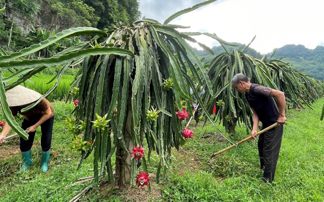 Cao Bằng: Phát triển nhãn hiệu Thanh Long Nguyên Bình