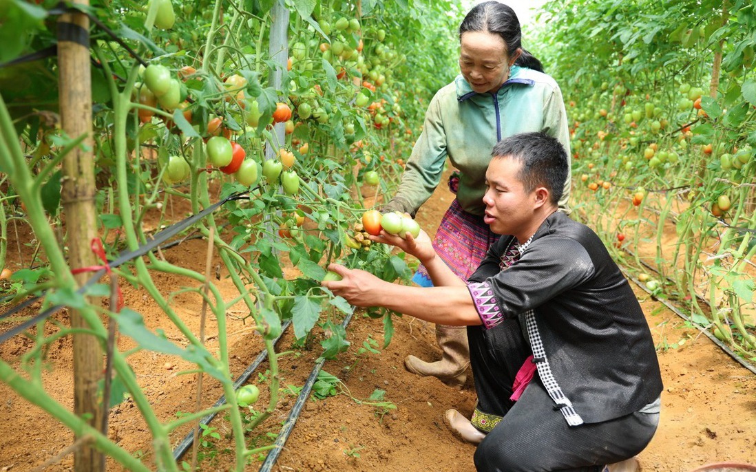 Cử nhân đại học về quê trồng rau hữu cơ giúp bà con thoát nghèo