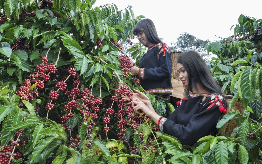 Lồng ghép giới trong tiếp cận dịch vụ khuyến nông và tài chính