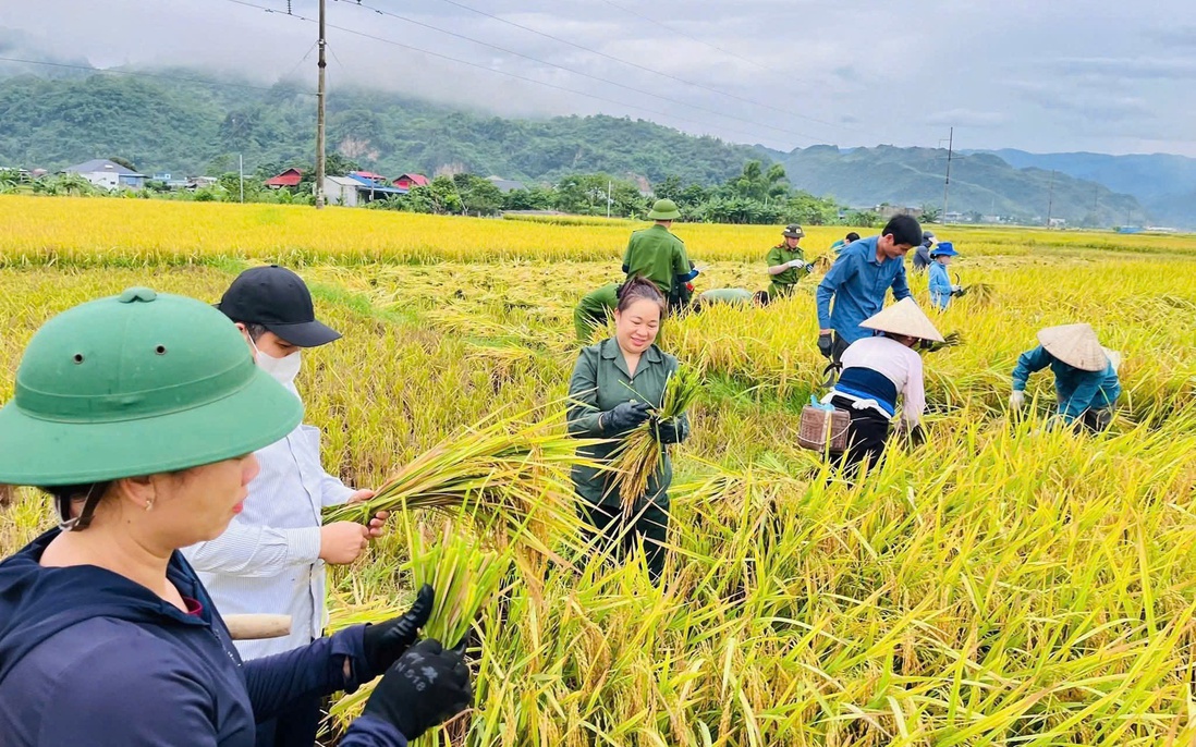 Sơn La: Gìn giữ thương hiệu gạo hữu cơ Phù Yên