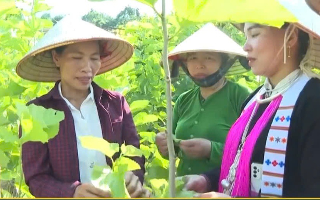 Hội viên, phụ nữ giúp nhau làm giàu từ mô hình trồng dâu nuôi tằm