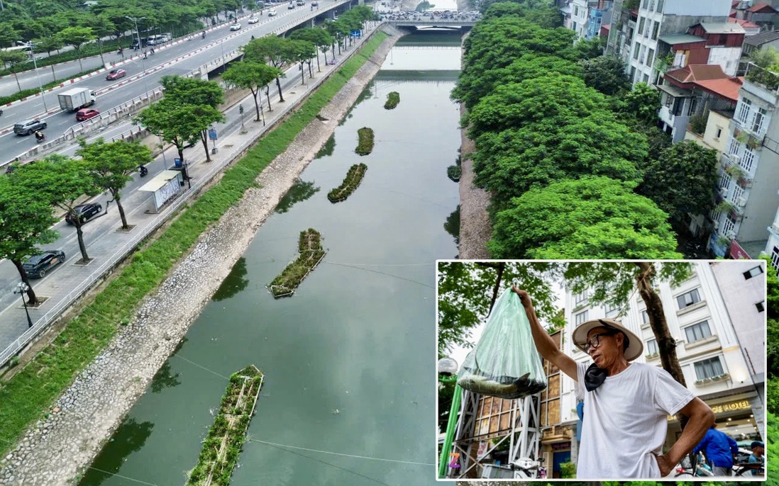 Chuyên gia khuyến cáo nguy cơ với sức khỏe từ việc ăn cá sông Tô Lịch