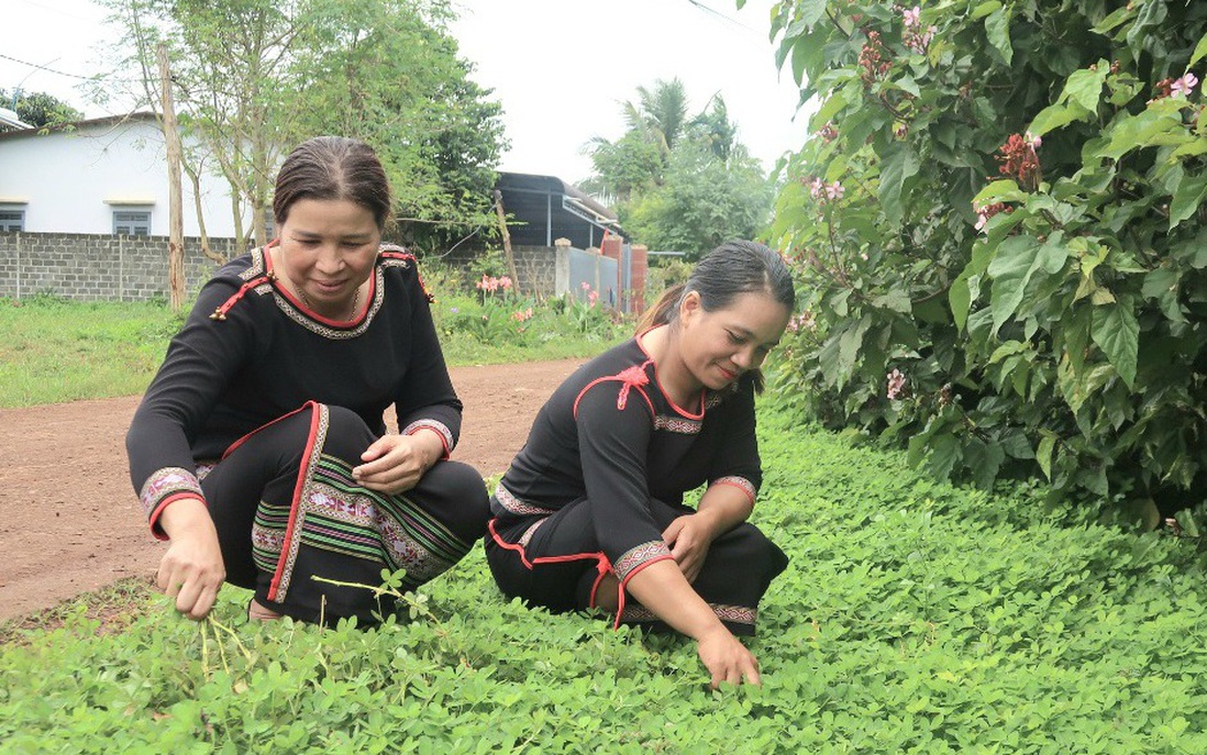 Phụ nữ Cư M'gar thay đổi thôn buôn bằng những sáng kiến nhỏ