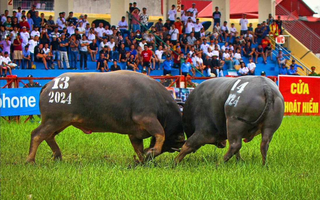 Tăng mức thưởng cho Lễ hội chọi trâu Đồ Sơn