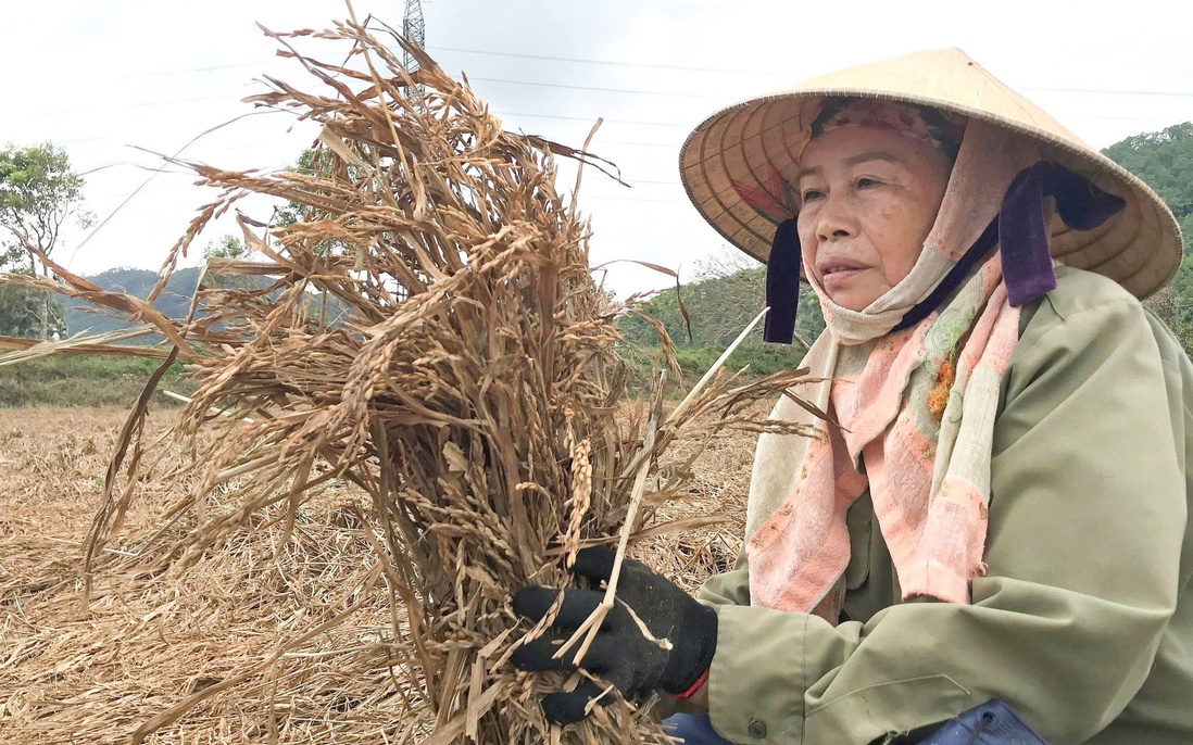 Đồng lúa Nghệ An chìm trong nỗi buồn mùa gặt