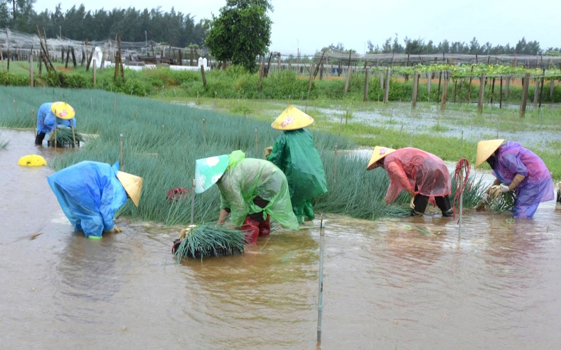 Mưa như trút nước, Nghệ An có nguy cơ mất trắng rau vụ Đông