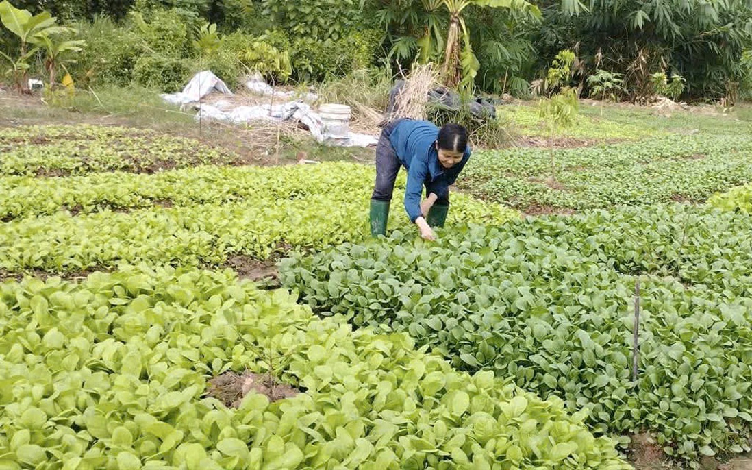 Thuê vườn ngoại thành trồng rau, "thú vui xanh" thành giải pháp rau sạch 