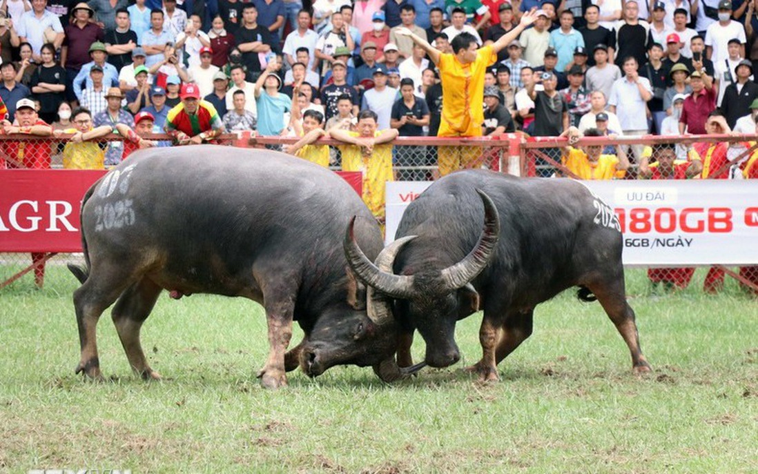 Lễ hội chọi trâu Đồ Sơn thể hiện tinh thần thượng võ người dân miền biển