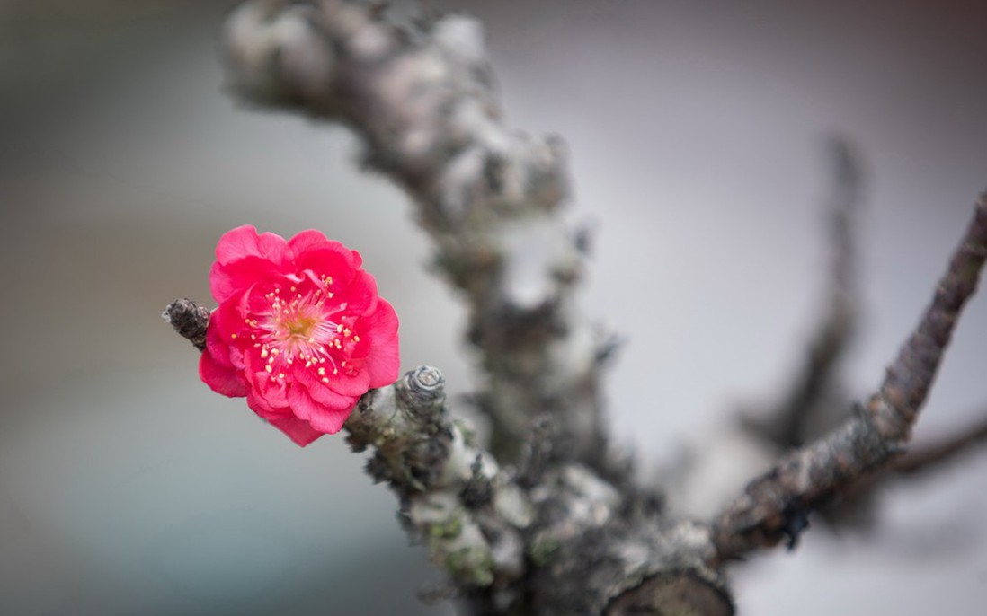 Thủ tướng: Tổ chức Tết Bính Ngọ vui tươi, lành mạnh, an toàn, tiết kiệm