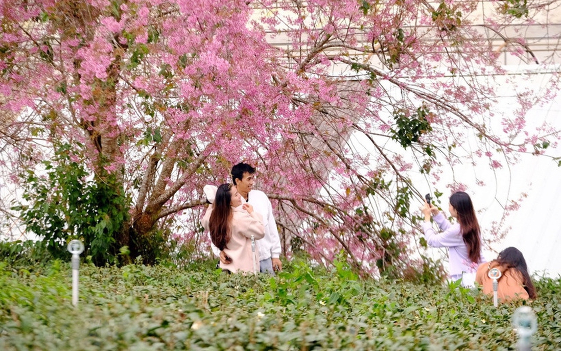 Lâm Đồng: Xây bản đồ cập nhật cho du khách trong Lễ hội hoa mai anh đào Đà Lạt