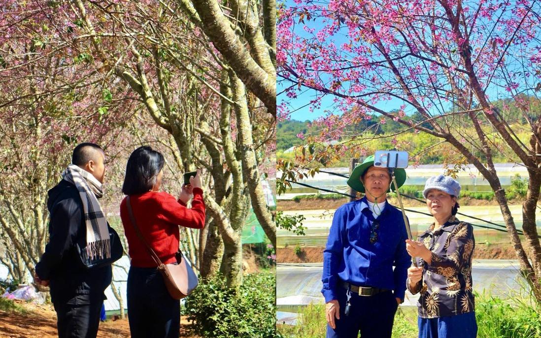 Mai anh đào nhuộm hồng Đà Lạt hút du khách check-in đầu xuân