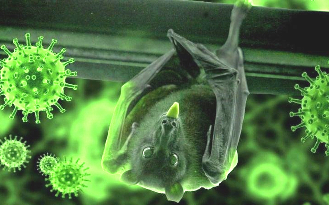 3 lý do khiến virus Nipah cực kỳ nguy hiểm với sức khỏe cộng đồng