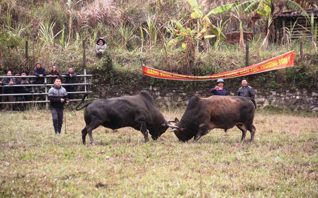 Độc đáo ngày hội chọi bò đầu năm mới ở cổng trời Mường Lống