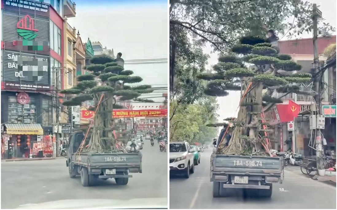 Vụ ngồi chênh vênh trên ngọn cây khi xe tải đang lưu thông: Tài xế bị phạt 39 triệu đồng