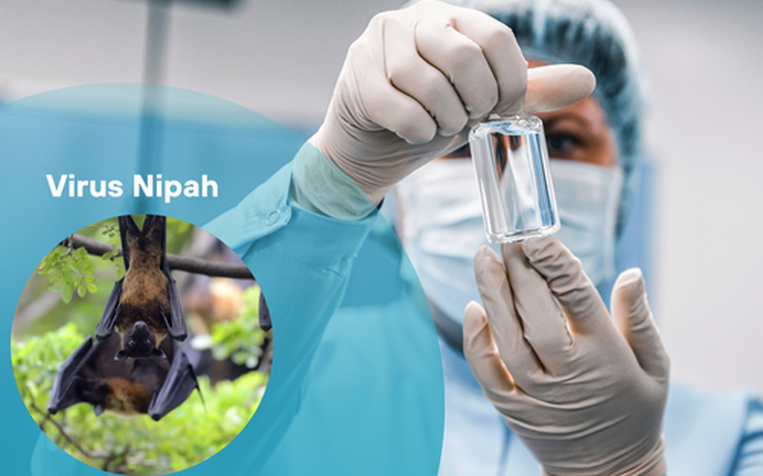 Virus Nipah: Khó bùng nổ thành đại dịch nhưng vẫn là mối đe dọa lớn