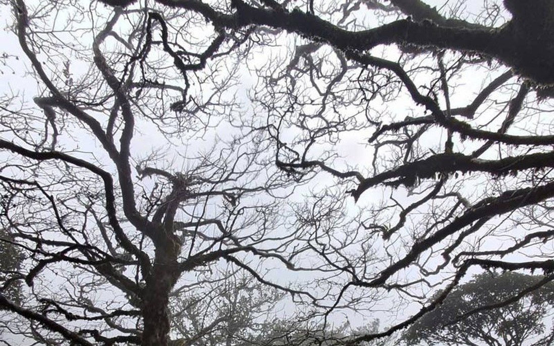 Cao Bằng: Băng giá phủ trắng trên đỉnh Phja Oắc