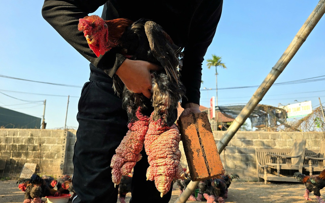 Gà Đông Tảo chân "khủng" vào vụ Tết Nguyên đán, giá bạc triệu, khách vẫn đặt mua từ sớm