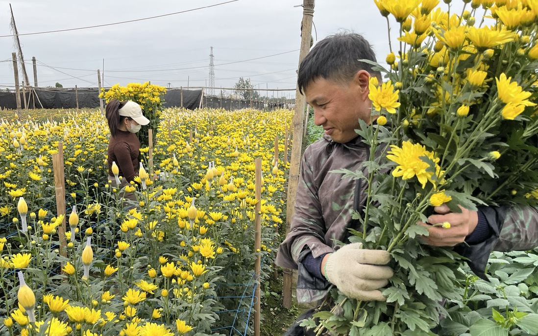 Làng hoa Tây Tựu nhộn nhịp vào vụ Tết sau những tháng ngày thiệt hại nặng nề vì thiên tai