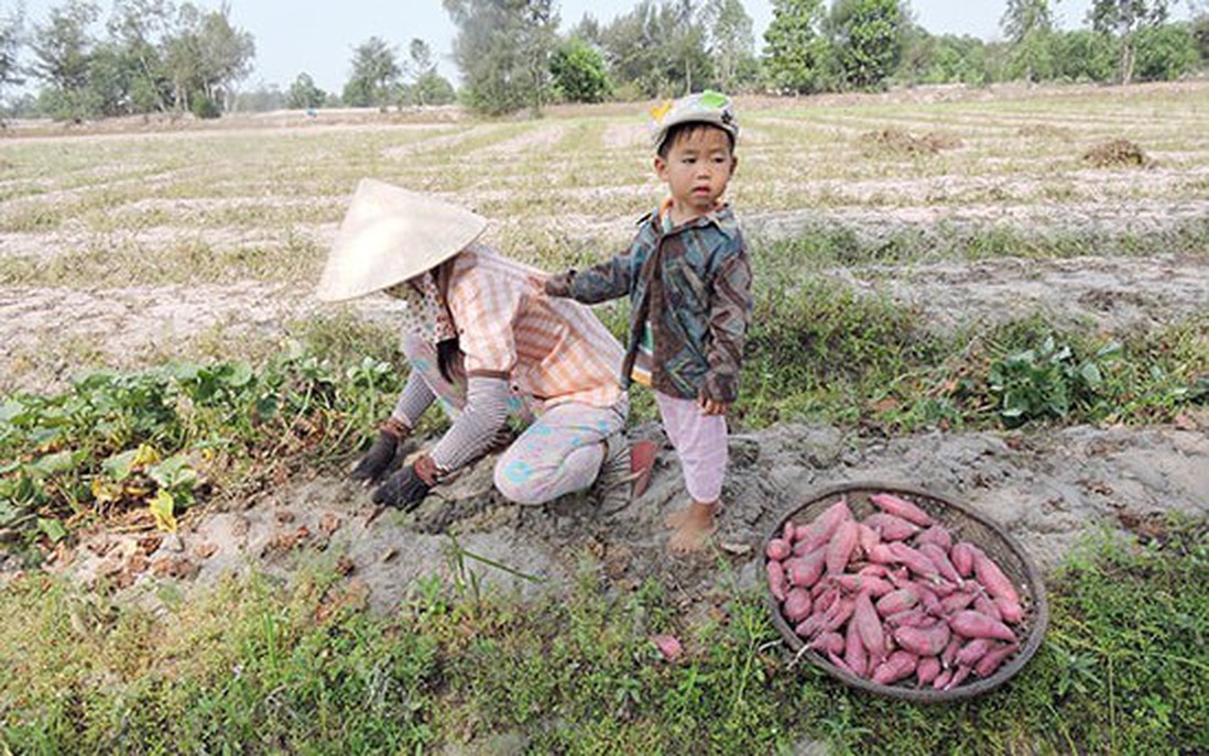 Những mùa khoai  năm cũ