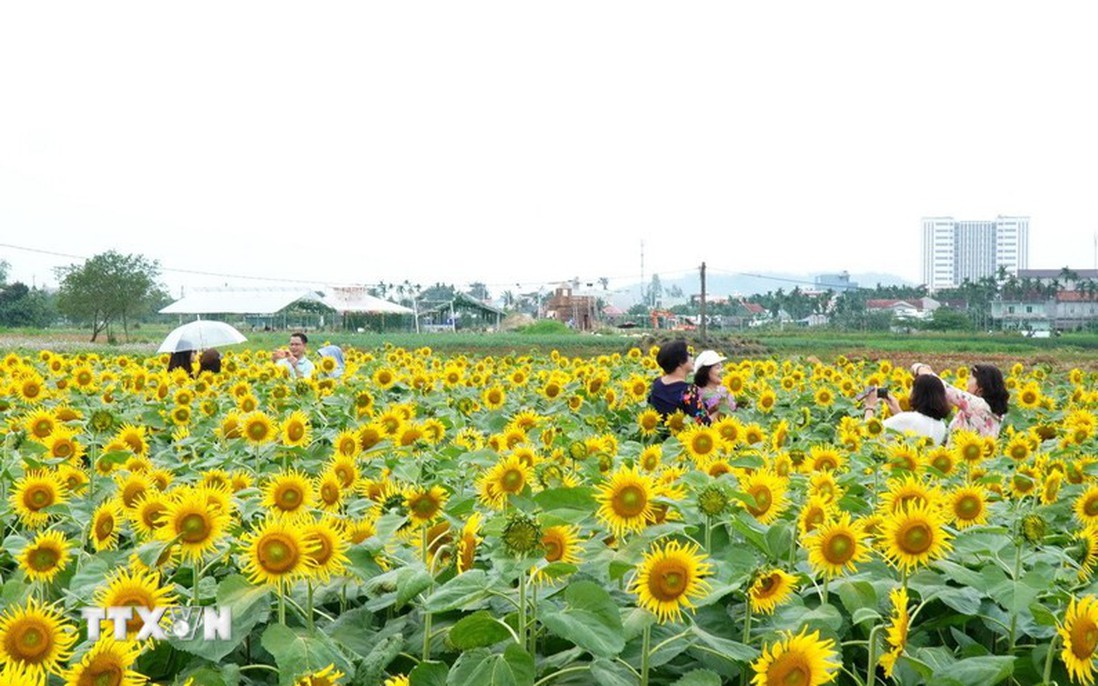 Quảng Ngãi: Cánh đồng hoa hướng dương rực rỡ ở An Phú thu hút du khách