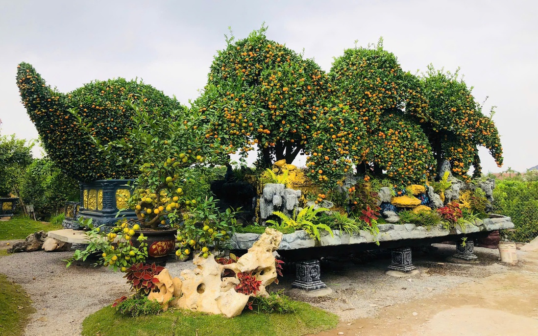 Chiêm ngưỡng loạt cây chơi Tết có giá hàng trăm triệu đồng