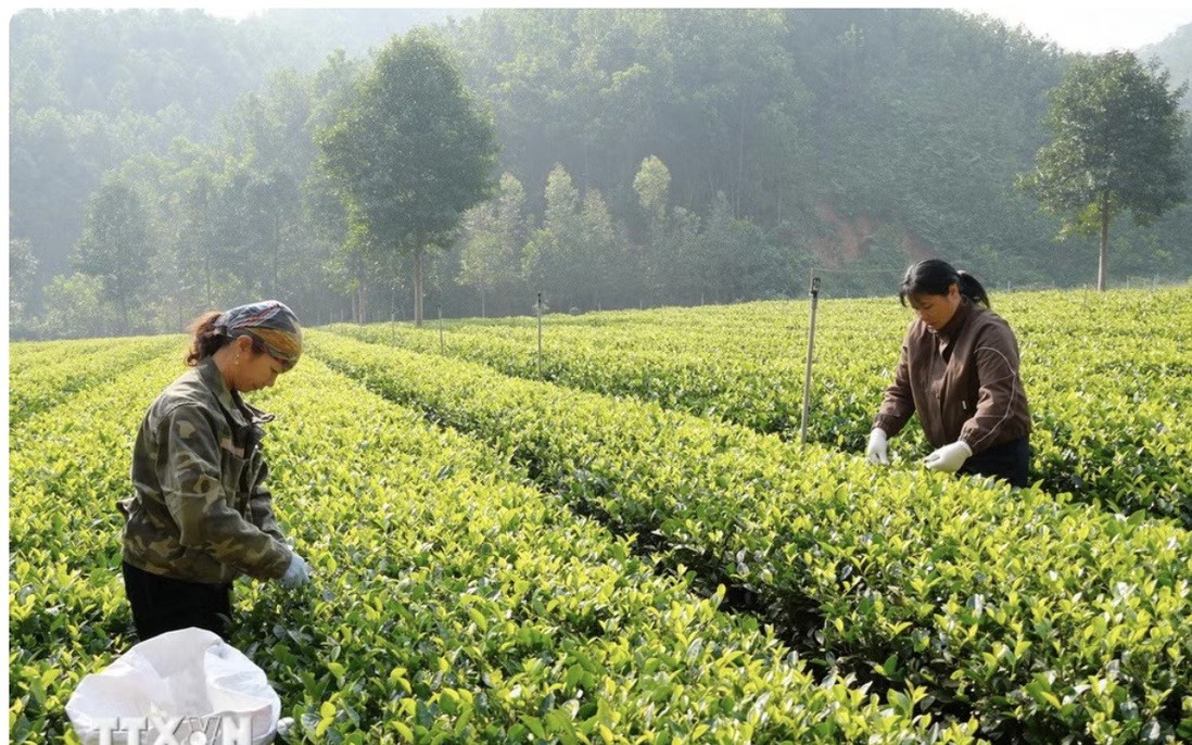 Festival Trà Quốc tế 2026: Cơ hội quảng bá hình ảnh địa phương ra thế giới