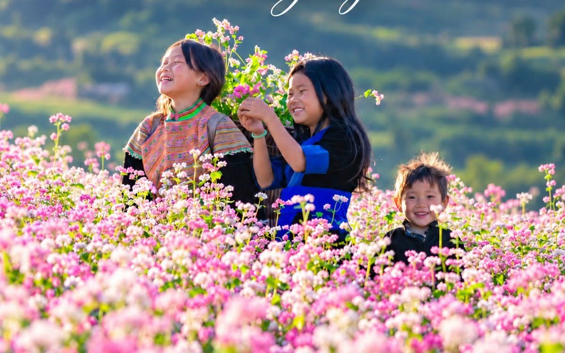 Lễ hội Hoa Tam giác mạch 2026: Phủ hồng 400 ha hoa phục vụ du khách