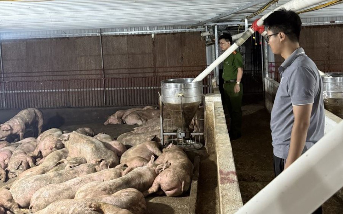 Phú Thọ: Phát hiện xe tải chở 102 con lợn nhiễm virus tai xanh đi tiêu thụ