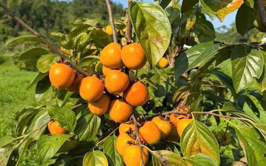 Từ quả hồng xứ Lạng đến sinh kế cho phụ nữ vùng biên