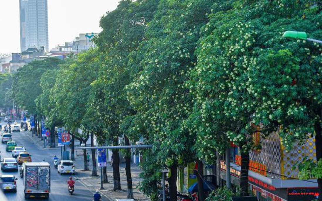 Hoa sữa Hà Nội: Giữ nét riêng, hài hòa cảnh quan, đảm bảo chất lượng sống