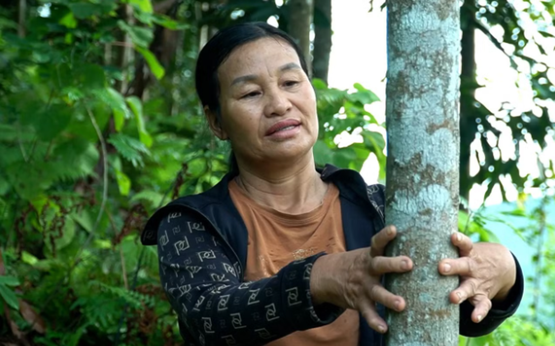 Phụ nữ vùng cao Lào Cai làm giàu từ những cánh rừng quế