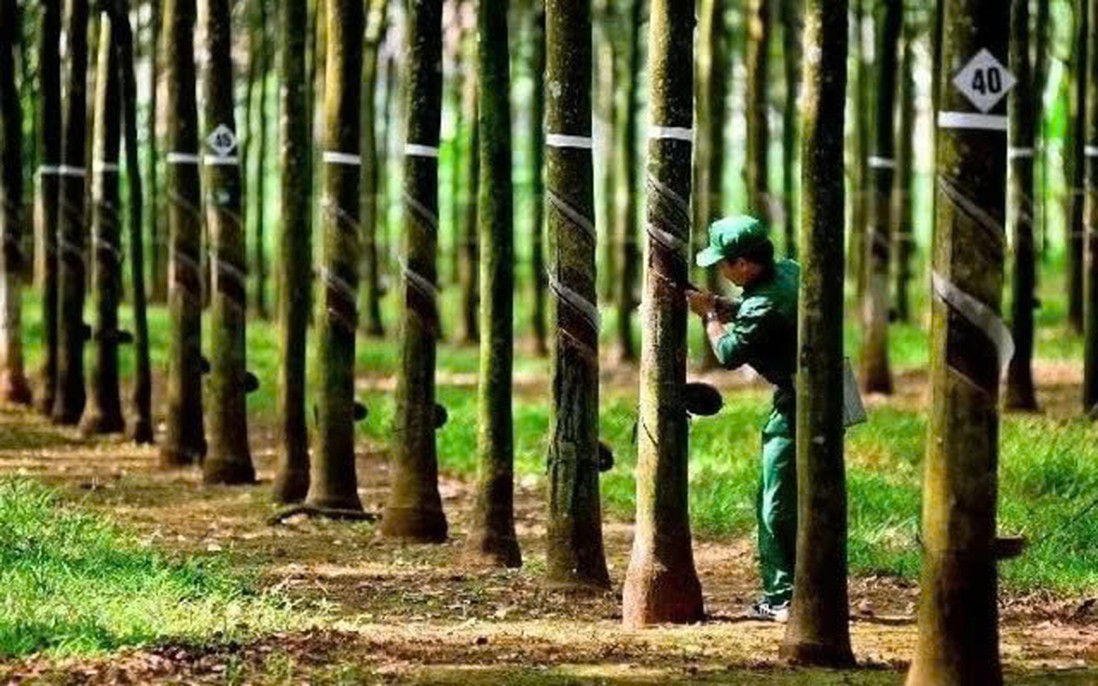 Vì sao giá cổ phiếu Cao su Tây Ninh tăng gần 30% trong khi lợi nhuận giảm?