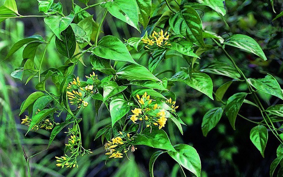 2 học sinh nghi ăn nhầm lá ngón, 1 em tử vong