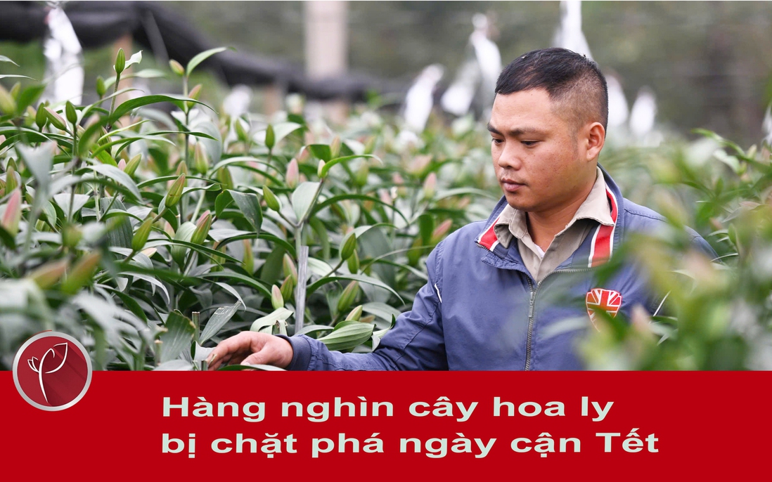 Hàng nghìn cây hoa ly của một hộ dân ở Hà Nội bị kẻ xấu chặt phá ngày cận Tết