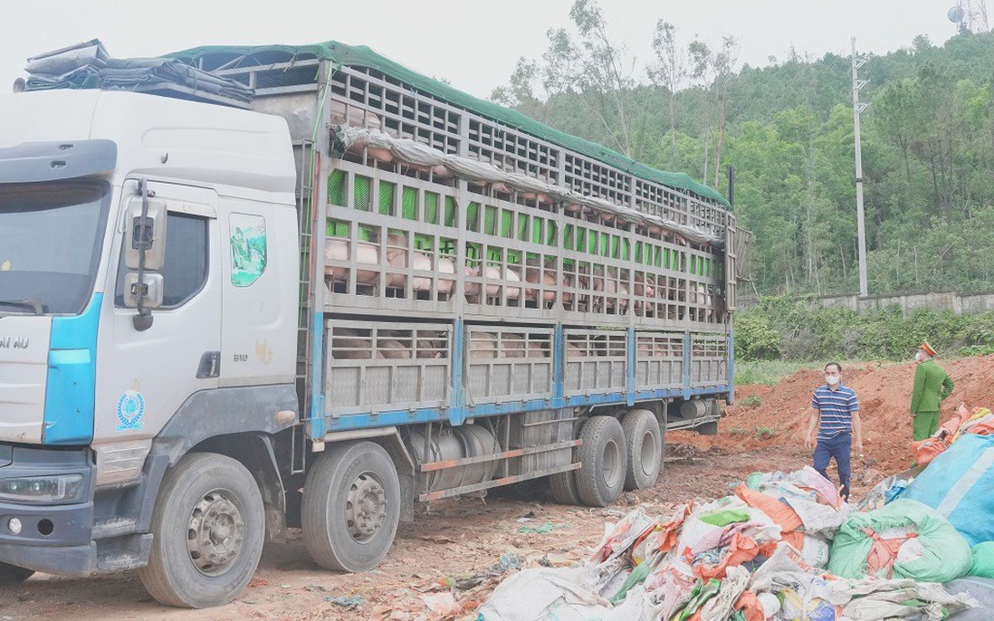 Phát hiện ô tô đang vận chuyển 180 con lợn nhiễm bệnh từ Thái Nguyên vào miền Nam tiêu thụ