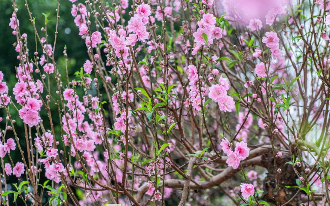 Rực rỡ “thủ phủ đào” xứ Lạng những ngày đầu xuân