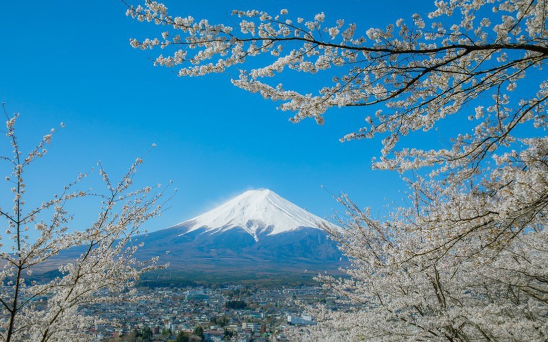 Lễ hội hoa anh đào núi Phú Sĩ bị hủy do quá tải du khách