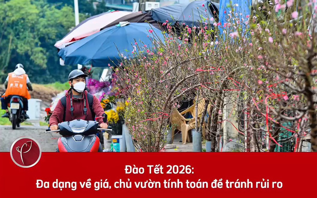 Đào Tết 2026: Đa dạng về giá, chủ vườn tính toán để tránh rủi ro