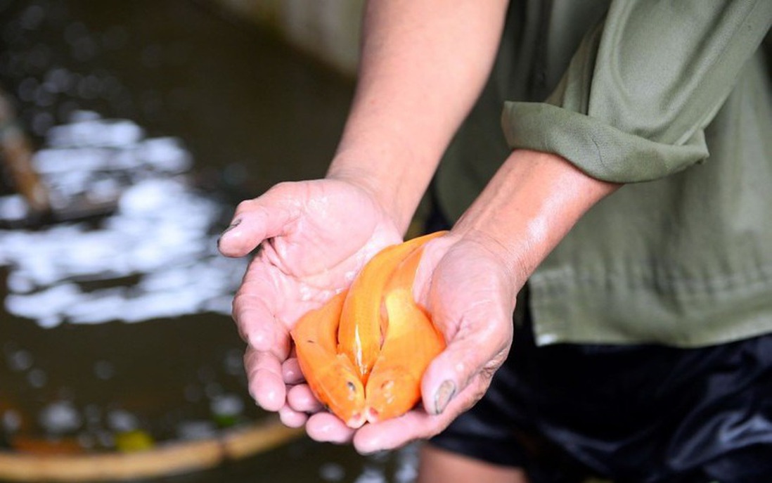 Vựa cá chép đỏ Tân Cổ bội thu dịp Tết ông Công, ông Táo