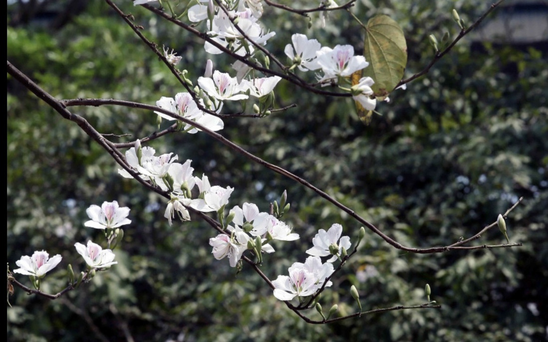 Những điểm đến đẹp nhất Việt Nam vào tháng 3