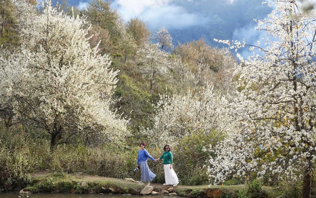 Rừng hoa sơn tra lớn nhất Việt Nam bung nở rực rỡ gọi mời du khách