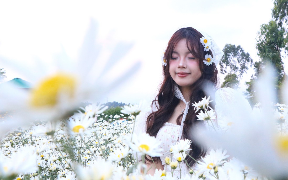 Cúc họa mi nở giữa phố biển, “ươm” sinh kế cho phụ nữ Đà Nẵng