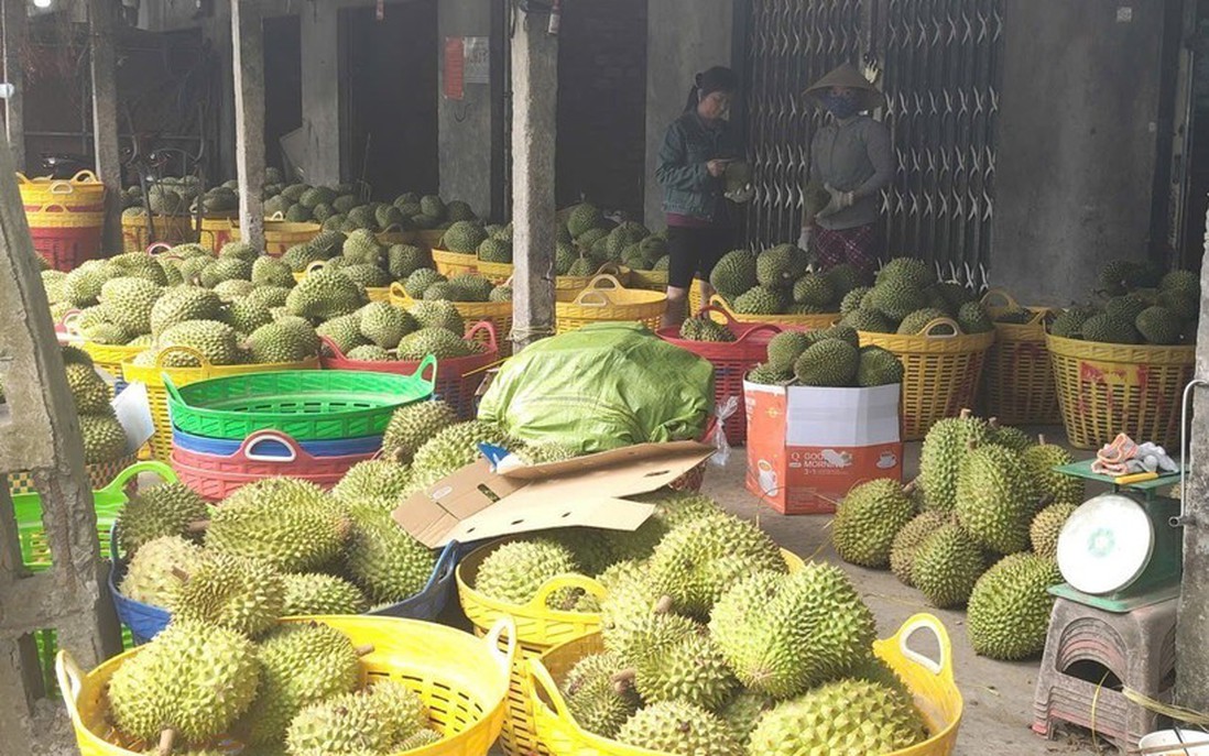 Đồng Tháp: Giá sầu riêng giảm mạnh, nhà vườn và thương lái gặp khó