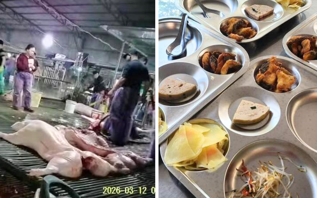 300 tấn thịt heo bệnh vào trường học: Cần làm rõ trách nhiệm và đánh giá tác động dựa trên số liệu