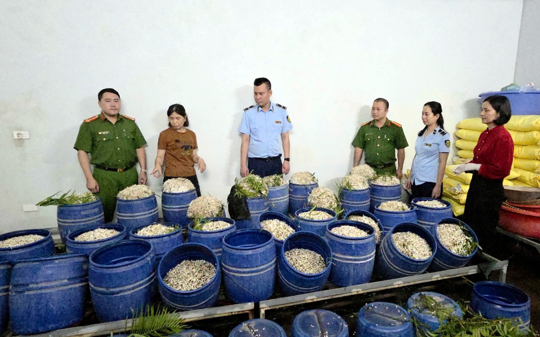 Bắt 2 chủ cơ sở bán ra thị trường 160 tấn giá đỗ chứa chất gây ung thư