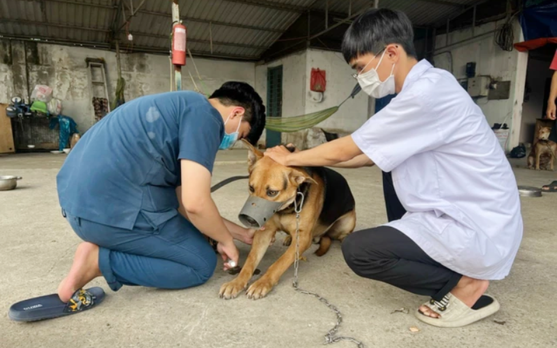 3 người tử vong do bệnh dại, TPHCM khuyến cáo dịch "mùa cao điểm"