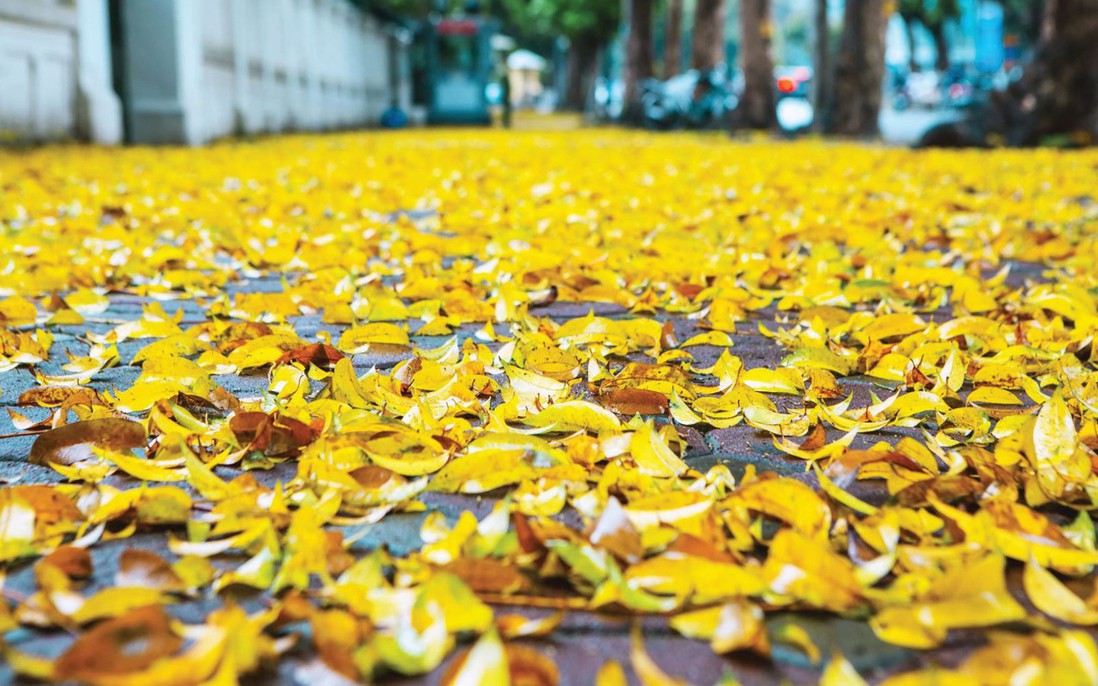 Vẩn vơ cùng mùa lá vàng